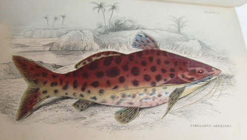 The Natural History of the Fishes of Guiana Part I - Leather Binding 1841 Robert - Picture 3 of 3
