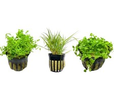 3x Foreground Beginner Bundle Pack - 3 Pots - Live Aquarium Foreground Plants