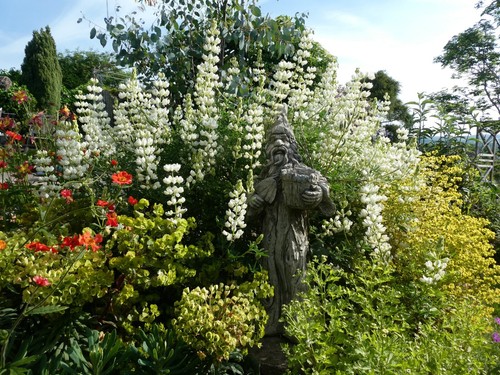 TOUCHWOOD MEDIUM COTTAGE PLANTS SEEDS, many CHOICES unusual rare, BUY 6 +1 free - Picture 93 of 164