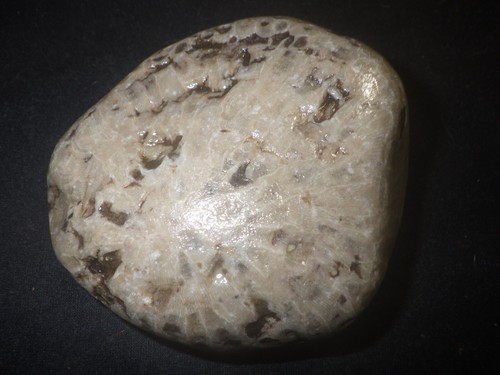 Unpolished Petoskey Stone 14.7 oz - Photo 2/3