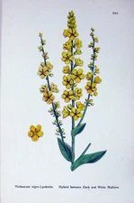 Old Antique Print Botany Plants C1902 Hybrid Dark White Mulleins Flowers 20th