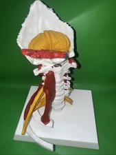 Cervical Spine Model Removable Human Spinal Nerves Model For Doctor Patient EUJ
