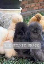 Silkie Chicken Hatching Eggs NPIP Certified ( 1 Dozen)