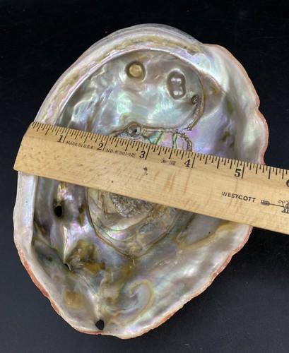 Abalone Shell 7” X 5.5” Haliotis Rufescens Vintage Trophy - Picture 8 of 11