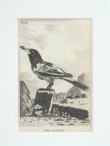 Ready to Frame Mounted Antique Bird Print - Australian Magpie by Buffon