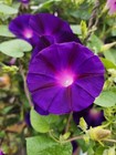Morning Glory Purple Seeds, Vining Plant, Purple Flowers, Non Gmo, Free Shipping