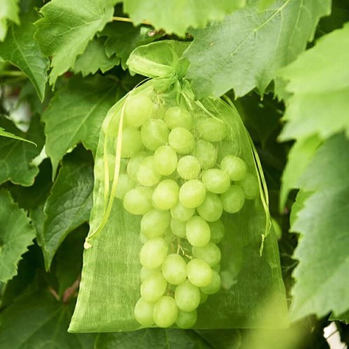 50/100 Stück Trauben Schutz Taschen Für Obst GemÜSe Trauben Netz Beutel Gegen