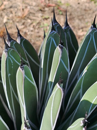 Agave Nickelsiae Rare King Of The Agaves /ferdinandi-regis - 6-7cm x 9-13cm (25) - Picture 4 of 8