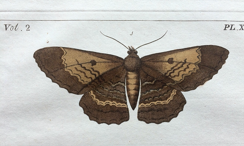 VERY RARE 1773 DRURY Vol.2 Four MOTHS HandColored Copper Plate XXIV 24 - Picture 5 of 11