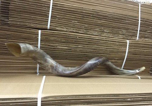 40" Large Jewish Shofar Full Polished Yemenite Kudu Horn Synagogue Israel Temple - Picture 9 of 13