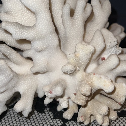 White Sea Coral Tree - Picture 11 of 24