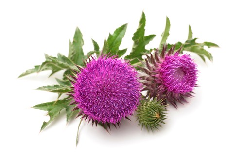 Milk Thistle Liver Health Cleanse Natural Kidney Detox & Repair FREZZOR 4 Pack! - Picture 7 of 9