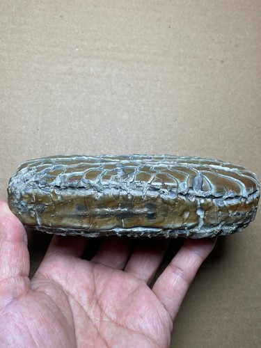 886g bellissima pietra naturale modello posteriore tartaruga pietra Moire pietra paesaggio - Foto 12 di 23