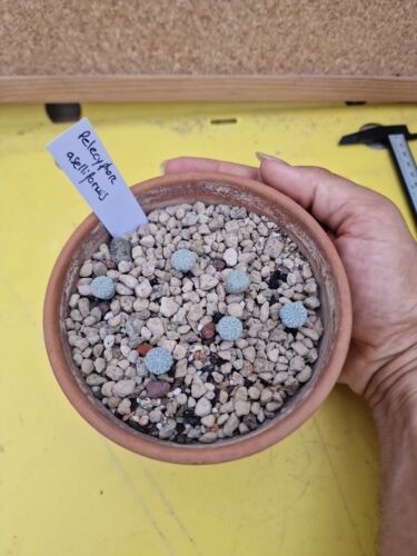 6 X Pelecyphora Aselliformis Plants Cactus aztekium copiapoa Ariocarpus - Bild 5 von 5