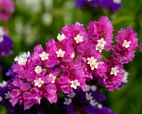 MEZCLA DE LIMONIUM SINUATUM - SECO ESTÁTICO (180 SEMILLAS) - Imagen 5 de 7