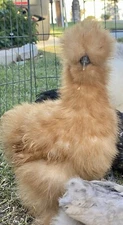 6 Show Quality Silkie Chicken Eggs,all Colors,Bearded & Crested