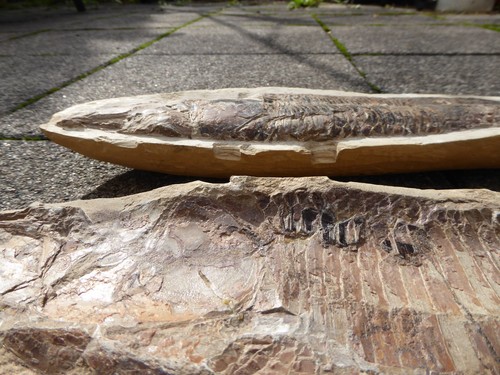 Fossil Fisch in 2 Hälften - 54,5 cm Länge - 5,2 KG - sehr gute Erhaltung - Bild 9 von 12