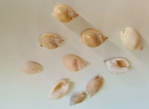 Nassariidae Familie Nassarius Gibbosulus auch bekannt als Hunderäder - Bild 1 von 4