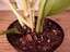 Golden Goddess Reverted Thai Sunrise Philodendron Yellow ...
