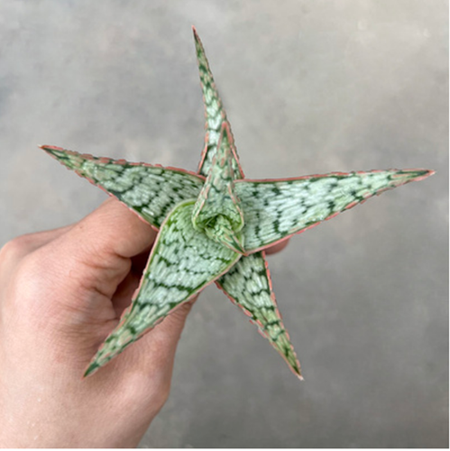 Plantas Suculentas 5cm Aloe Vera Hogar Jardín Hermosa Decoración Plantas - Imagen 13 de 13