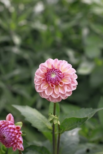 Dahlia Seeds from Breannon (open pollinated) x 5 - Picture 8 of 8