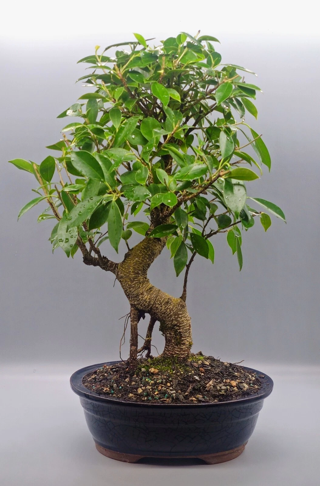 Live Golden Gate Ficus Bonsai Tree, Indoor, Large, 15 Years Old
Opens in a new window or tab