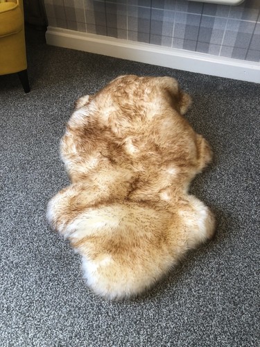 Wolf Tip FOX Brown Tipped Tips - REAL AUSTRALIAN GENUINE Ivory SHEEPSKIN RUG - Picture 3 of 11