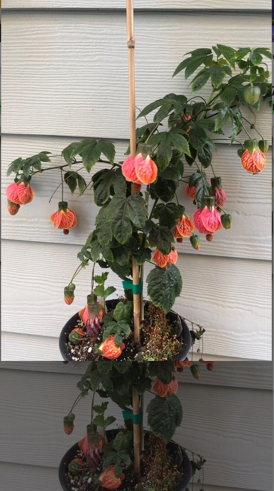 Picture 6 of 18