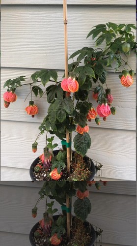 Tiger Eye Abutilon Flowering Maple SMALL ROOTED STARTER Plant - Picture 6 of 18
