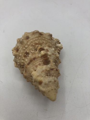 Conchas de mar bursa rubeta nueva especie gigante Más de 80 mm inusual caparazón boca roja rana - Imagen 5 de 9