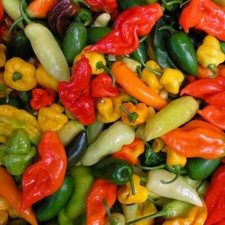 Pepper Seed: Hot Pepper Mix Peppers. Fresh Seed