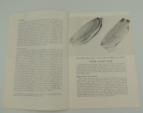 Shellfish 1962 State of Washington Department of Fisheries Info Booklet - Bild 3 von 12