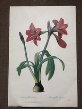Amayllis brasiliensis - fine art print