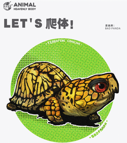 Animal Heavenly Body Studio Common Box Turtle Model Collection Decoration Gift - Picture 3 of 5