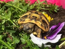 1 large bag Tortoise food mix - Grow your own! tortoise mix seeds - grow guide