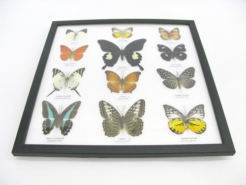 12 echte Zuchtschmetterlinge im Schaukasten aus Holz hinter Glas Taxidermie o 12 - Bild 11 von 12