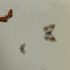 Picture 7 of 11