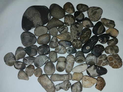 Lake Michigan Fossil Mix 1lb Lot – Natural Unpolished Beach Fossils & Coral - Picture 11 of 19