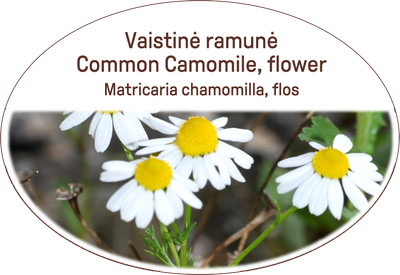 Kamille, Blume Gesunder Kräutertee/Körper/Haut/Magen-Darm/Antiseptikum usw.
