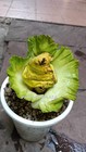 1 BULBS AMORPHOPHALLUS BANGKOKENSIS GREEN FORM VERY SUPER RARE EXTINCT PLANT