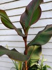 Picture 2 of 7
