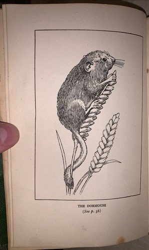 1929, 1st Ed, ENID BLYTON'S NATURE LESSONS, GREEN LEATHER BINDING, ANIMALS - Picture 4 of 13