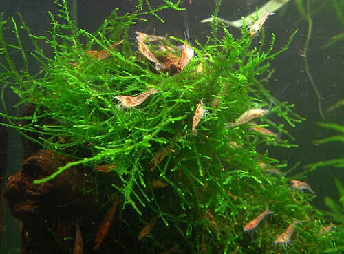 NEOCARIDINA RED CHERRY GAMBAS ACUARIO ESTANQUE PECES AGUA FRÍA ELIMINAN ALGAS - Imagen 2 de 4