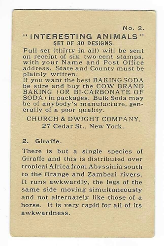 Giraffen interessante Tiere Karte Dwight's Soda #2 1915 - Bild 2 von 2