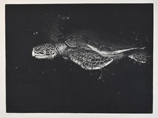 A large etching, Sea Turtle, Alan James Robinson, Circa 1970