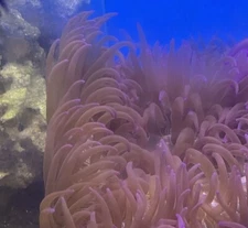 Asst’d Pacific Long Tentacle Anemone 3-5” live coral
