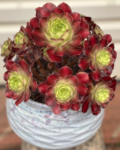 AU STOCK AEONIUM VARIEGATED "MATCHA"-8CM ROOTED SUCCULENT PLANTS 8-3