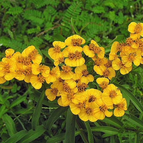 Yauhtli (Tagetes lucida) Bio - ca. 100 Samen - Bild 3 von 6