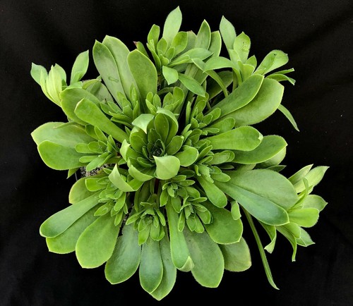 Aeonium 'Rock Hopper' | Hybrid | Surreal Succulents - Picture 3 of 4