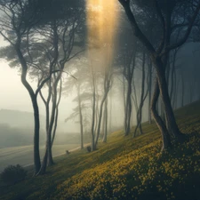 Image Digital Picture "Forest" Photo Wallpaper Background Desktop Art